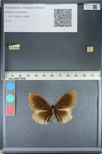 Media type: image;   Entomology 160310